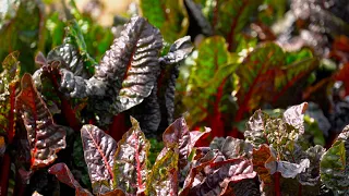 Mandarins, Lettuce and Herbs, Apple Hill, Spanakopita - America's Heartland