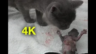 Pregnant cat giving birth to 3 kittens 2018 - 4K