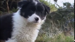 Mist: The Tale of a Sheepdog Puppy | Family Film