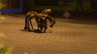 The Spider Dog Prank, Really Funny