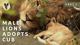 The Runaway Lion Cub | Part 2 | Male Lions Adopt the Cub