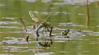 Encounters of grass snakes with dragonflies / Begegnungen von Ringelnattern mit Libellen