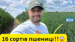 Пшениця. Огляд демо поля‼️