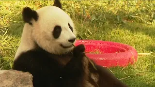 Le panda du ZooParc de Beauval à deux ans