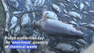 Tote Fische im Fluss. Was schwimmt in der Oder?