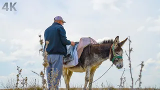 Migration in the Steppe - Through the Eyes of a Shepherd - 4K Documentary