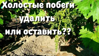 Побеги без соцветий. Холостые побеги. Удалять или оставить? Что делать с холостыми побегами?