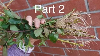 Universal Method For Rooting Stem Cuttings Part 2