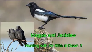 Magpie and Jackdaw hunting with Air rifle at Dawn !! ( Skata - Copoka - Harakka )!!