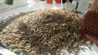 How Does A Shrimp Boat Work?