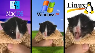 Kitten Meows but WINDOWS STARTUP (macOS, Linux)