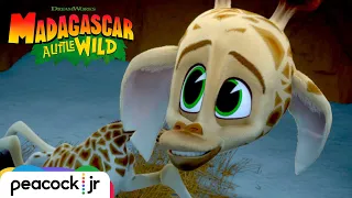 Melman Helps Out | MADAGASCAR A LITTLE WILD