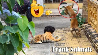 Real Dog Vs With Fake Tiger Prank So Funny Comedy 2021 _ Top Funny Dog Prank Try Not To Laugh