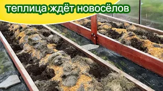 Сортовая теплица в лунках / Триходерма на корнях и пеньках от томатов