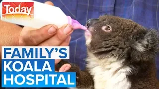 Family nursing 30 orphan koalas in living room | Today Show Australia