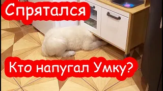 VLOG Катя перебралась жить к Насте