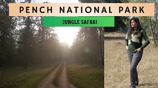 Saw a huge male Tiger|| Thrilling Experience Inside Pench Tiger Reserve!! Jungle Safari..