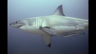 Diving with Great white shark South Africa - no cage dive