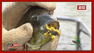 Aquaculture in Kenya:  Modern fish farming techniques