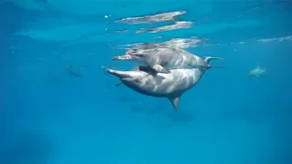 Dolphins In Love