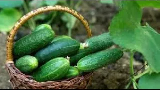 Yeast fertilizer for cucumbers