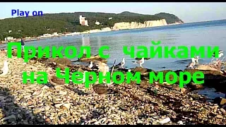 Прикол с  чайками на Черном море!  The trick with seagulls in the Black sea!