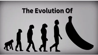 Evolution of the Banana | From a Fruit With Seeds to the Cavendish banana