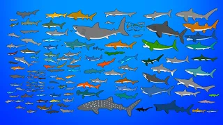 145 Sharks Size Comparison - Living and Extinct - What is the biggest shark?