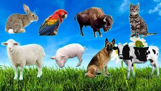Bustling animal world sounds: Cat, Dog, Сhicken, Sheep, Rabbit, Cow, Buffalo, Pig