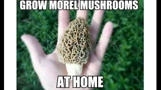 Grow Morel Mushrooms Start to Finish with Updates
