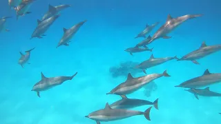 Dolphins | Satayah Reef | Wadi Lahami