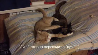 Родительское поведение кота по отношению к молодой кошке. Перезаливка.