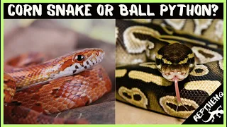 Who's the Best Pet Reptile? Corn Snake or Ball Python?!