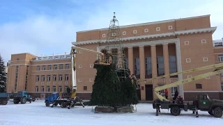 В Стаханове установили городскую елку