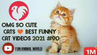 #cats#chate__OMG So Cute Cats ♥ Best Funny Cat Videos 2021 #90