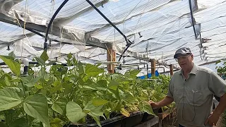 Planting and Growing Greenhouse Green beans