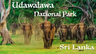 Udawalawa National Park (Sri Lanka)