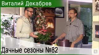 Почему сохнут листья у герани? Выбираем семена.  2 декабря 2017 (82)