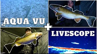 Livescope + Aqua Vu = Big Walleyes