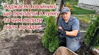 Саджаємо перші рослини на нашій дачі! Як посадити тую Смарагд.