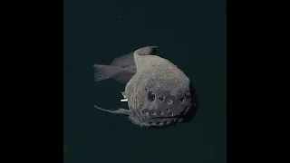 🔥 Deepsea threadfin snailfish (Careproctus longifilis) in first time video footage