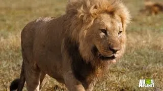 Watch How This Pride of Lions Handle Some Family Drama