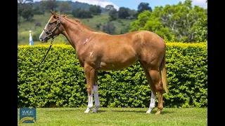 LOT 70 - STAR TURN X PROPRIOCEPTION FILLY