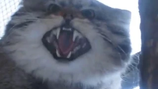 Terrifying manul footage / Жуткое видео с манулом