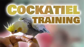 Young cockatiel training quick tips (1 month old Cockatiel)