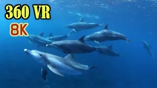 [ 8K 360 VR ] ヴァーチャルツアー:御蔵島ドルフィンスイミング Swimming with Wild Dolphins aroud Mikura-island in TOKYO