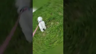 Bella (Coton de Tulear mix) 11 Weeks old!