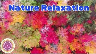 Flower Garden Japan for Nature Relaxation/Cinematic Vlog/stress relief with nature video/ gardening