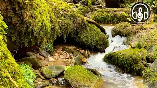 Gentle sound of a mountain stream with the singing of forest birds.