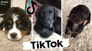 Funny DOGS of TikTok ~ Cute Puppers & Doggos ~ TIK TOK ~ Try Not to Laugh